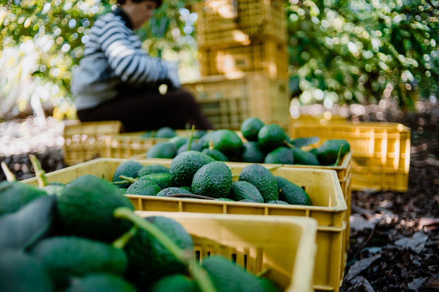 Exportaciones De Palta Crecieron En El Primer Semestre