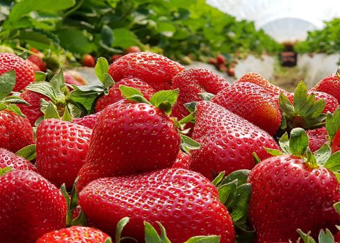 Exportaciones peruanas de fresas crecen 17% en volumen y 13.6% en valor en el primer trimestre de 2022