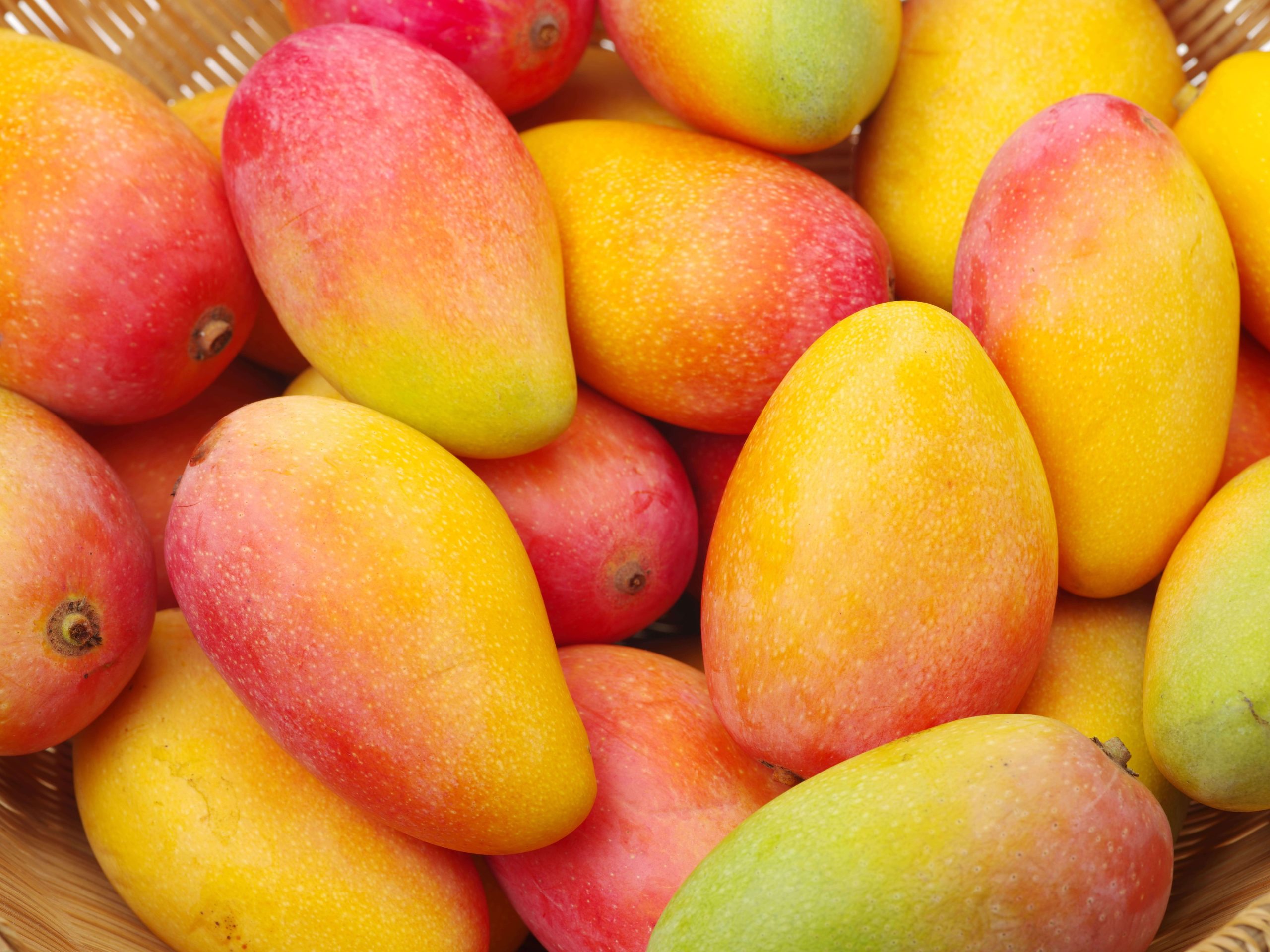 Exportaciones peruanas de mango fresco crecen 59% en campaña 20212022