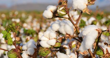 Luego de tres décadas Perú sumará más áreas de cultivo de algodón