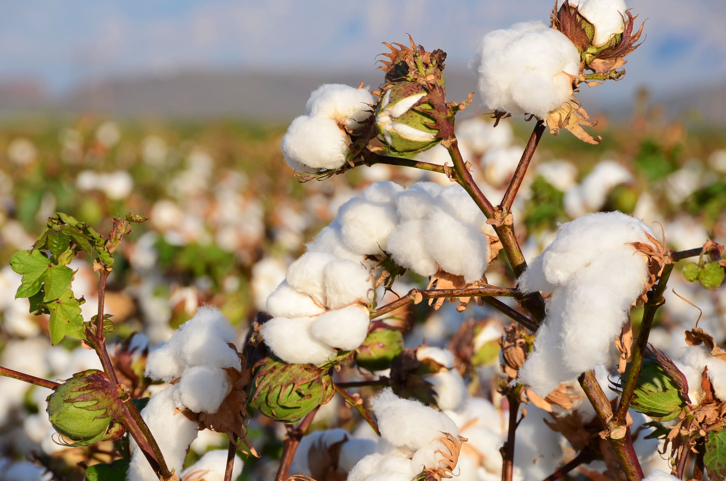 Luego de tres décadas Perú sumará más áreas de cultivo de algodón