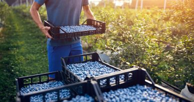 peru exportador mundial de arandanos