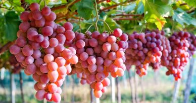 Perú se convierte en el primer exportador mundial de uvas