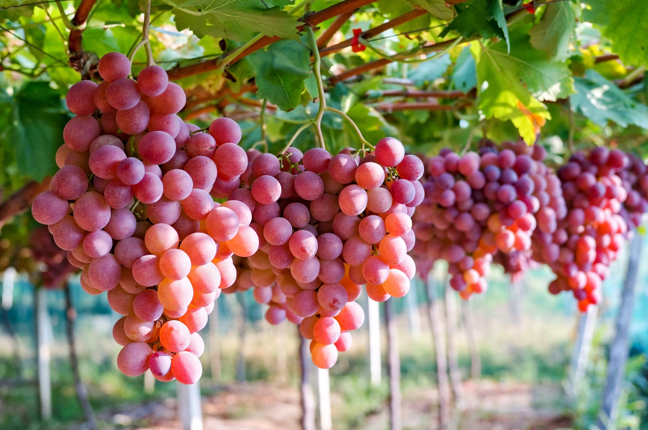 Perú se convierte en el primer exportador mundial de uvas