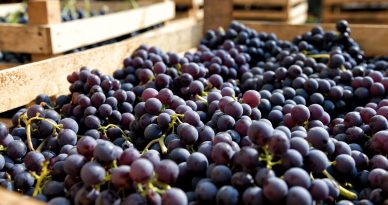 exportacion de uva de mesa peru agricultura